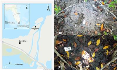 The influence of the taphonomically active zone on peat formation: Establishing modern peat analogs to decipher mangrove sub-habitats from historical peats